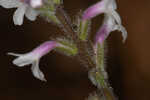 Carolina false vervain